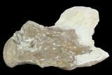 Mosasaur (Tylosaurus) Vertebra - Kansas #130549-4